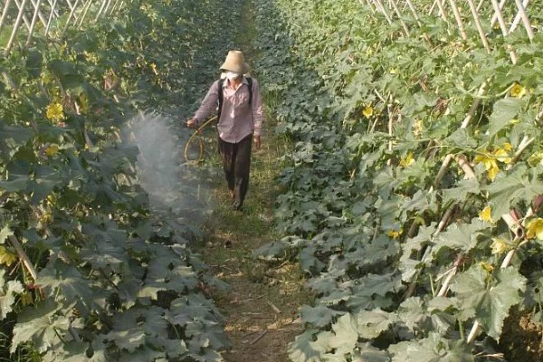 黑皮冬瓜的价格,一斤0.6-0.8元