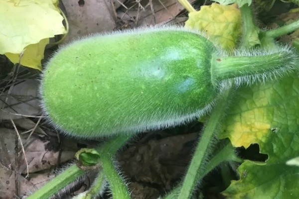 黑皮冬瓜的价格,一斤0.6-0.8元