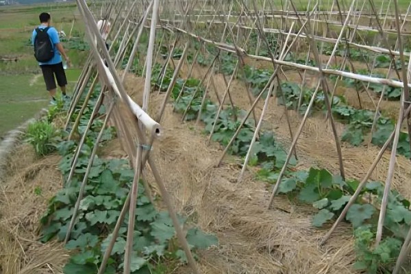 黑皮冬瓜的价格,一斤0.6-0.8元