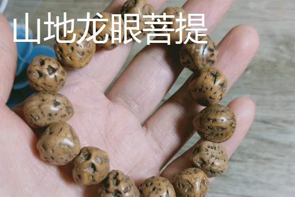 木瓜龙眼和山地龙眼菩提的区别，产地和质感不同