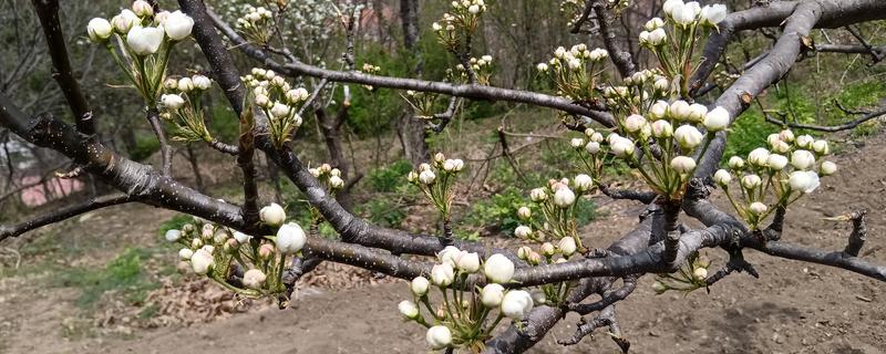 梨树花期怎么管理，开花前半个月追施复合肥