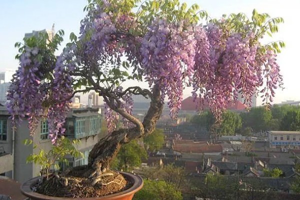 紫藤花的养殖方法,喜欢湿润的土壤