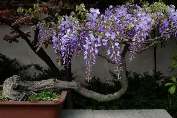 紫藤花的养殖方法,喜欢湿润的土壤