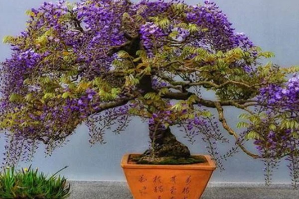 紫藤花的养殖方法,喜欢湿润的土壤