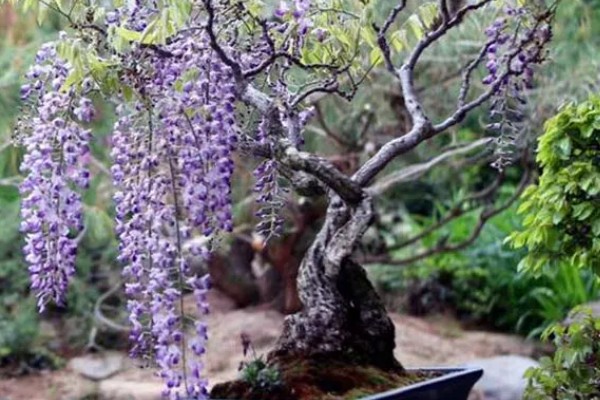 紫藤花的养殖方法,喜欢湿润的土壤