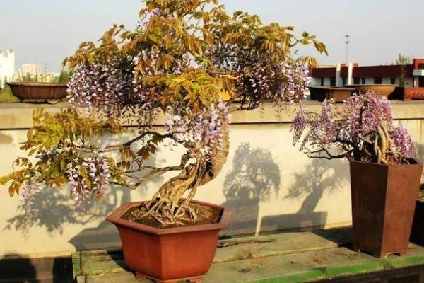 紫藤花的养殖方法,喜欢湿润的土壤