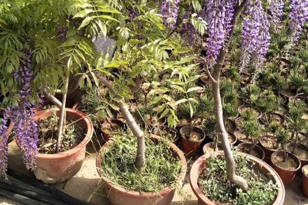 紫藤花的养殖方法,喜欢湿润的土壤