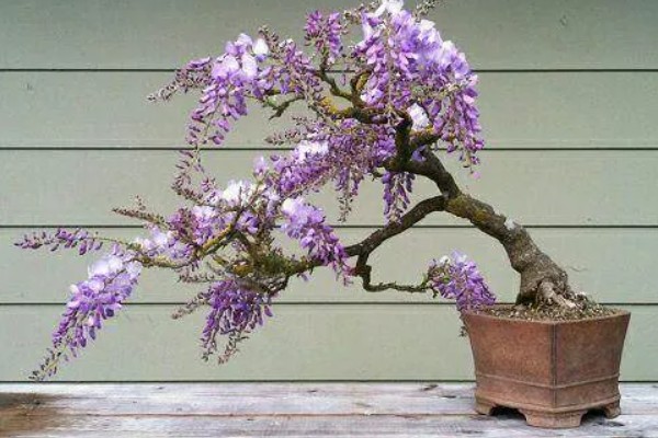 紫藤花的养殖方法,喜欢湿润的土壤