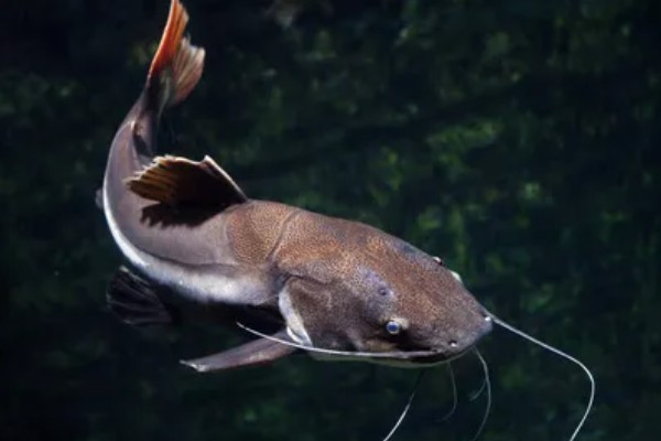 鲶鱼简介,是底栖性鱼类