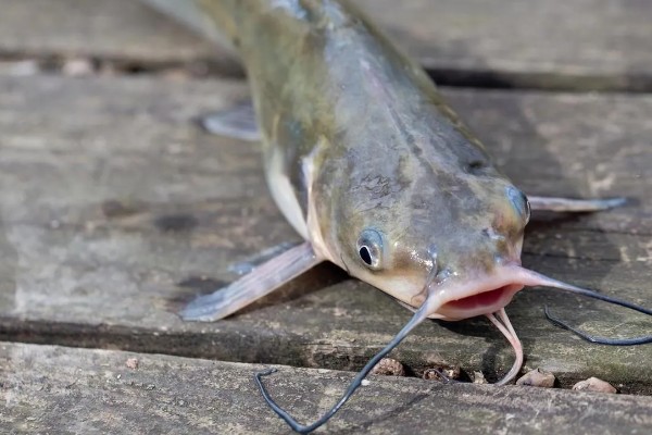 鲶鱼简介,是底栖性鱼类