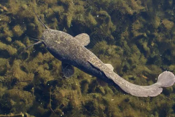 鲶鱼简介,是底栖性鱼类