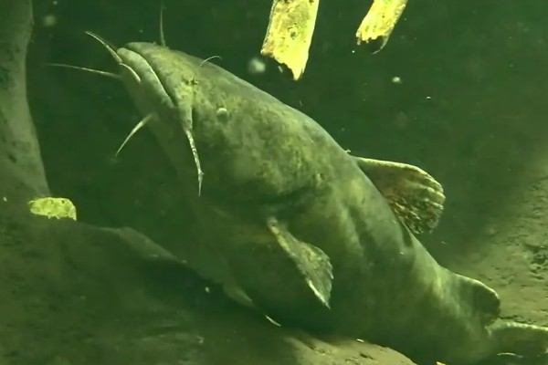 鲶鱼简介,是底栖性鱼类