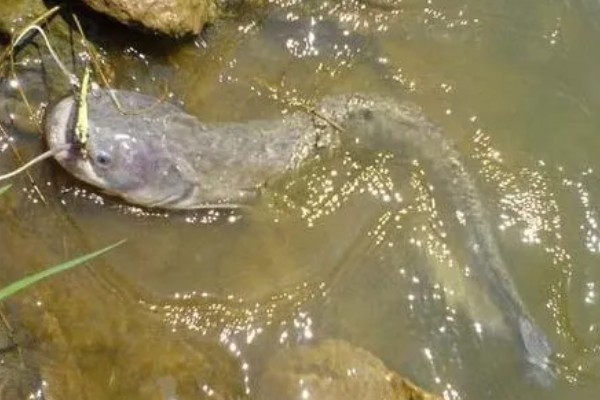 鲶鱼简介,是底栖性鱼类