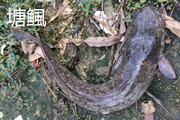 鲶鱼简介,是底栖性鱼类