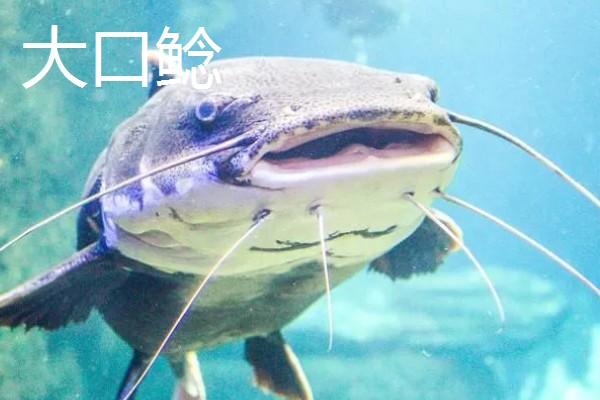 鲶鱼简介,是底栖性鱼类