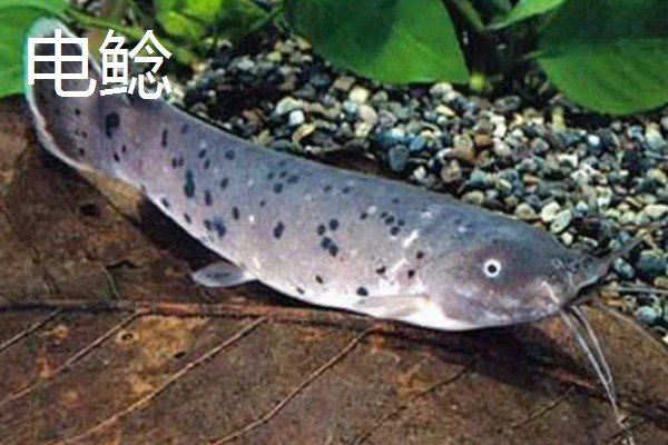 鲶鱼简介,是底栖性鱼类