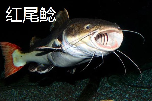 鲶鱼简介,是底栖性鱼类