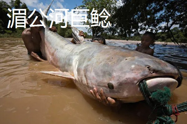 鲶鱼简介,是底栖性鱼类