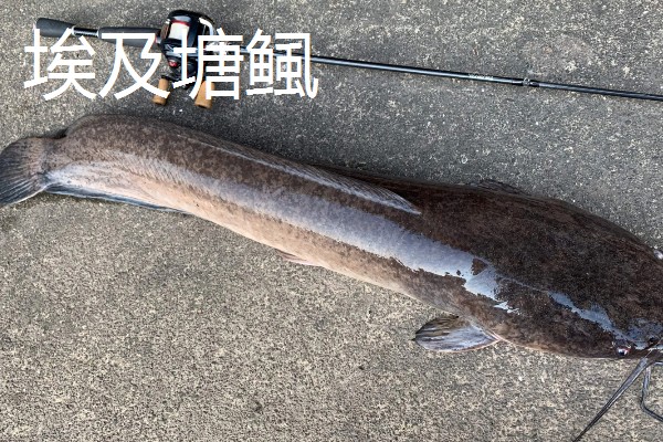 鲶鱼简介,是底栖性鱼类