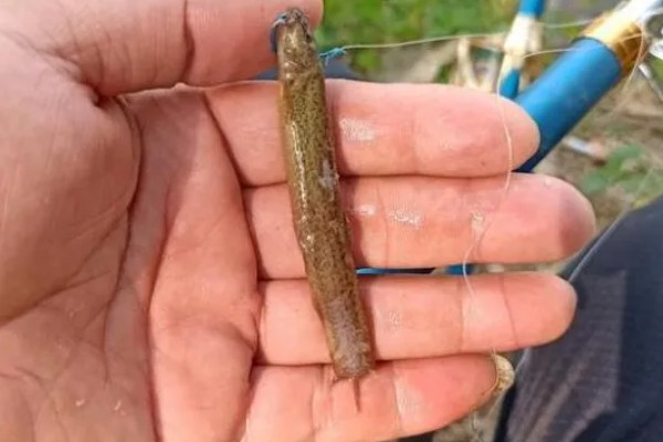 鲶鱼简介,是底栖性鱼类