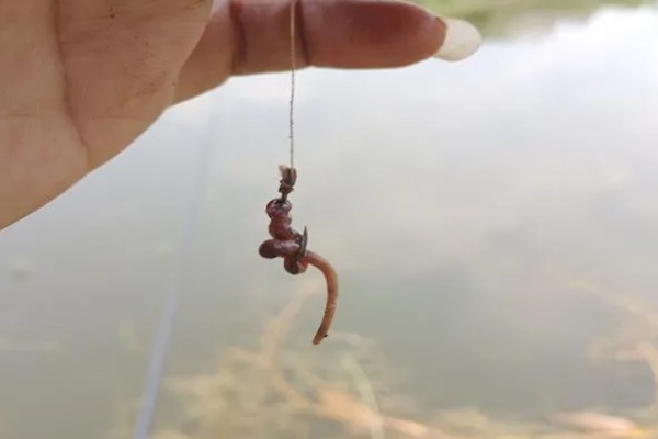 鲶鱼简介,是底栖性鱼类