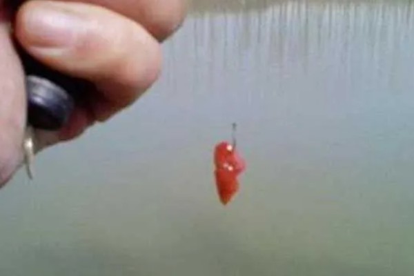 鲶鱼简介,是底栖性鱼类