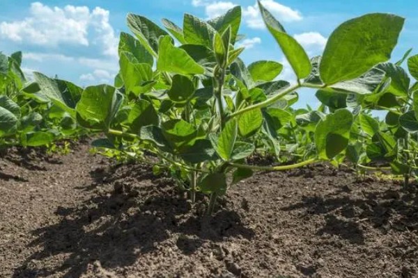 大豆生长需要哪些肥料，氮肥可以少施但不能不施