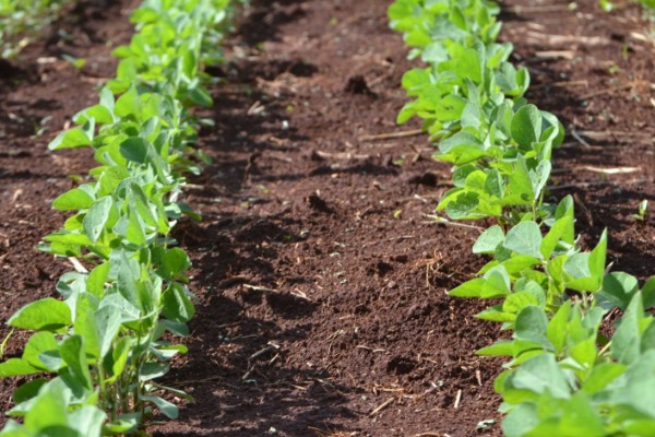 大豆生长需要哪些肥料，氮肥可以少施但不能不施