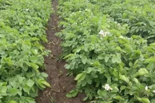 大豆生长需要哪些肥料，氮肥可以少施但不能不施