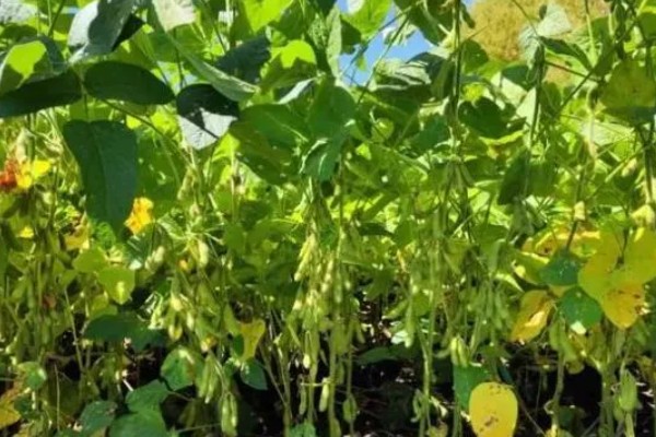 大豆生长需要哪些肥料，氮肥可以少施但不能不施