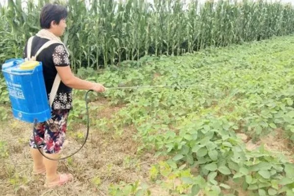 大豆生长需要哪些肥料，氮肥可以少施但不能不施