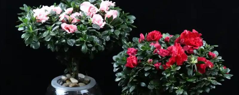 杜鹃花如何水培，生长适温20-25℃