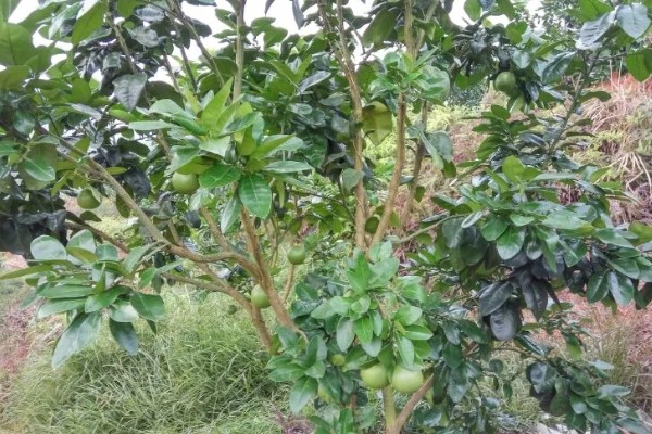 柚子有哪几种颜色，有黄心柚也有红心柚