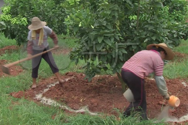 柚子有哪几种颜色，有黄心柚也有红心柚