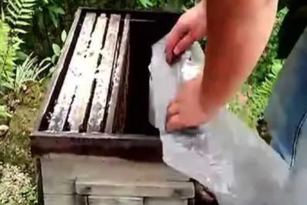 夏季蜜蜂怎么管理，要注意防暑降温