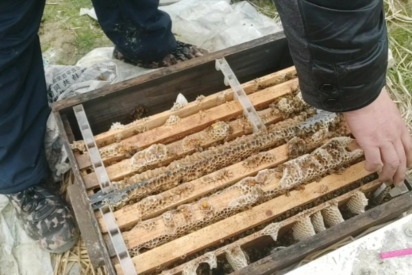 夏季蜜蜂怎么管理，要注意防暑降温