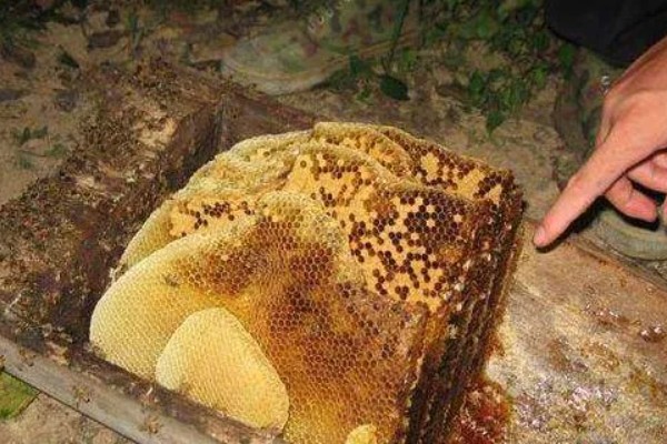 夏季蜜蜂怎么管理，要注意防暑降温