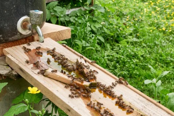 夏季蜜蜂怎么管理，要注意防暑降温