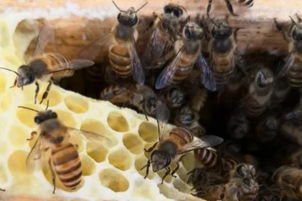 夏季蜜蜂怎么管理，要注意防暑降温