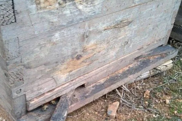 夏季蜜蜂怎么管理，要注意防暑降温