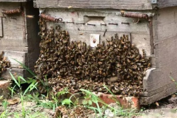 夏季蜜蜂怎么管理，要注意防暑降温