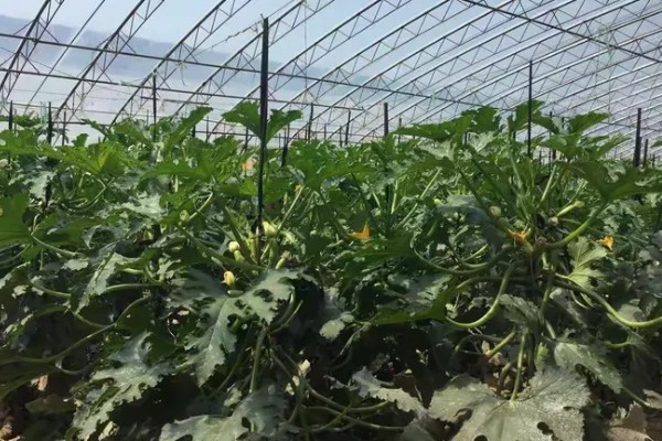 秋季西葫芦的高产栽培技术，定植后根据土壤墒情浇透定植水