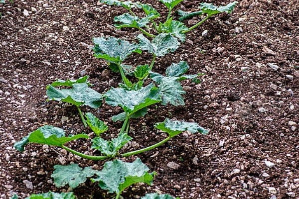 秋季西葫芦的高产栽培技术，定植后根据土壤墒情浇透定植水