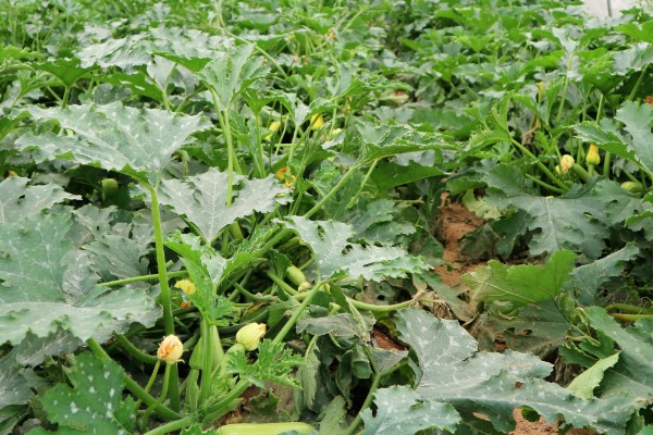 秋季西葫芦的高产栽培技术，定植后根据土壤墒情浇透定植水
