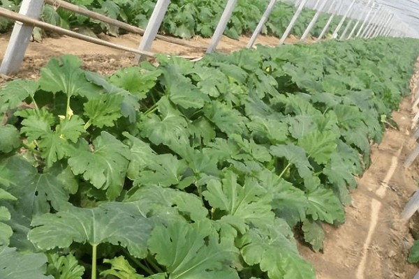 秋季西葫芦的高产栽培技术，定植后根据土壤墒情浇透定植水