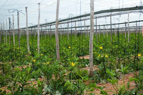 秋季西葫芦的高产栽培技术，定植后根据土壤墒情浇透定植水