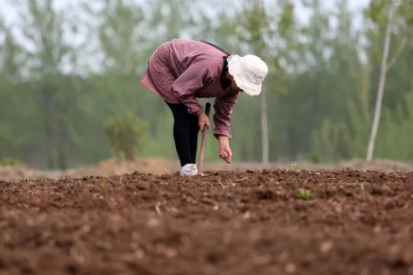 秋季西葫芦的高产栽培技术，定植后根据土壤墒情浇透定植水