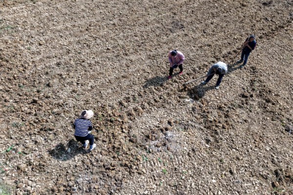 秋季西葫芦的高产栽培技术，定植后根据土壤墒情浇透定植水