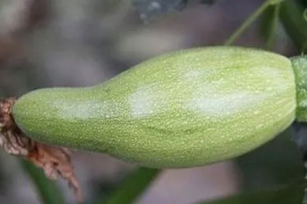 秋季西葫芦的高产栽培技术，定植后根据土壤墒情浇透定植水