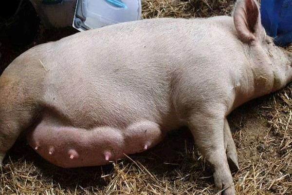 母猪胎死腹中怎么判断，会流出恶露、精神沉郁等